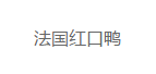 法国红口鸭